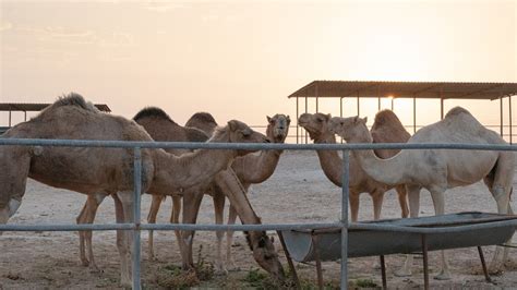 Horses vs. Camels: What Are the Differences and Their Uses?