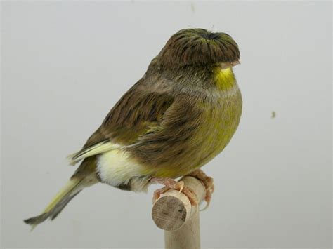 Gloster Canary Facts, Pet Care, Housing, Diet, Price, Pictures ...