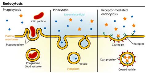 Pinocytosis Definition | Phagocytosis | Pinocytosis | Endocytosis