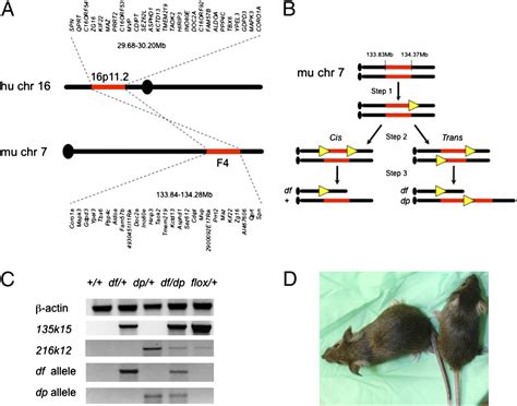 Dosage-dependent phenotypes in models of 16p11.2 lesions found in autism | PNAS