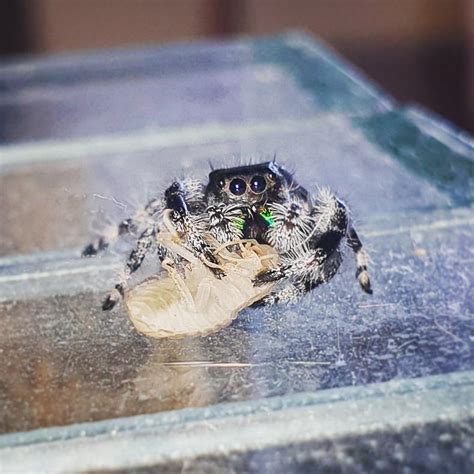 Get that white meat 🍗 P. regius : r/spiderbro