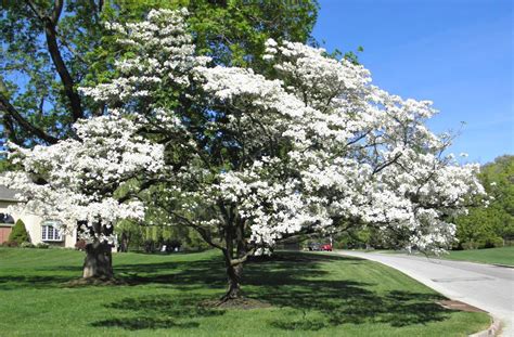 Good Things by David: Blooming Dogwood Trees