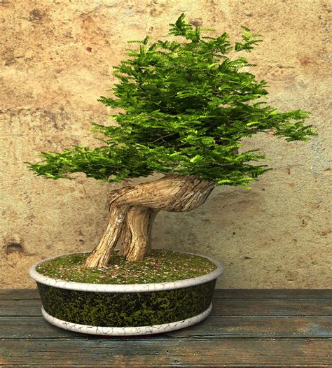 13 Types of Bonsai Trees (by Style and Shape Plus Pictures)