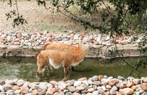 Guanacos in Their Natural Habitat. the Andes, South America. Stock ...