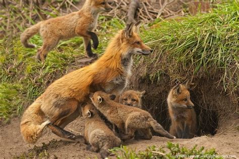 Interesting facts about red foxes | Baby animals, Animals beautiful, Animals wild