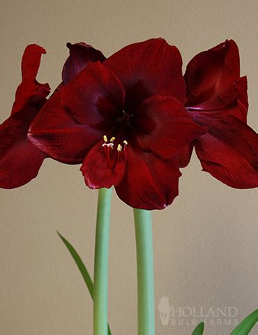 Queen of Night Amaryllis | Holland Bulb Farms | 92163