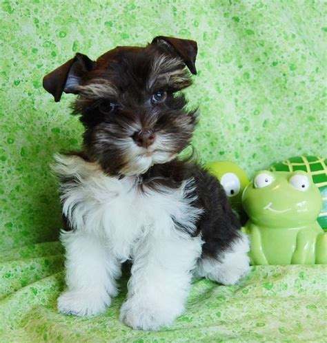 Miniature Toy Teacup Schnauzers for Sale | Paradise Valley Schnauzers