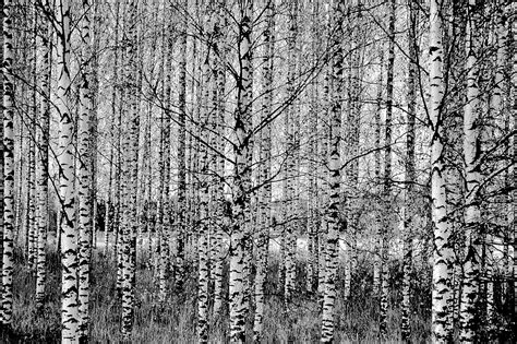 Birch,tree,black and white,forest,free pictures - free image from needpix.com