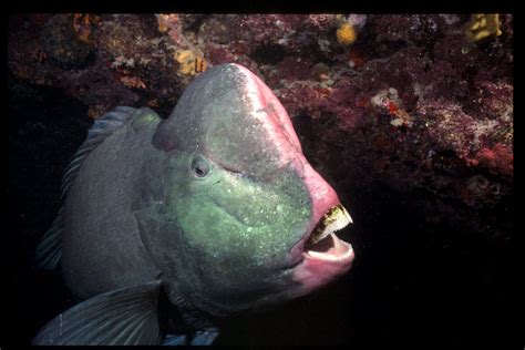 Bumphead Parrotfish, Bolbometopon muricatum (Valenciennes, 1840) - The Australian Museum