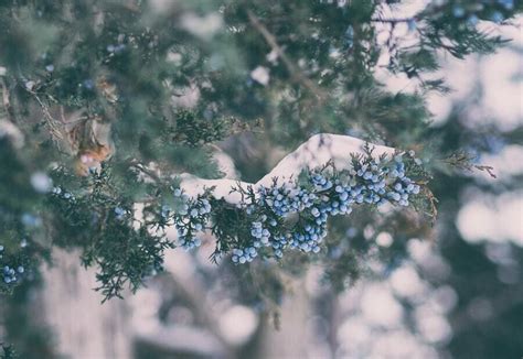 Juniper Spiritual Meaning: Symbolism of the Tree & Flower