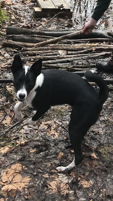 My border collie basenji mix! : r/Basenji