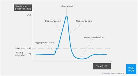 Action potential - Definition, Steps, Phases | Kenhub