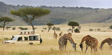 8 tips para tu primer safari en África – Blog Travelwise