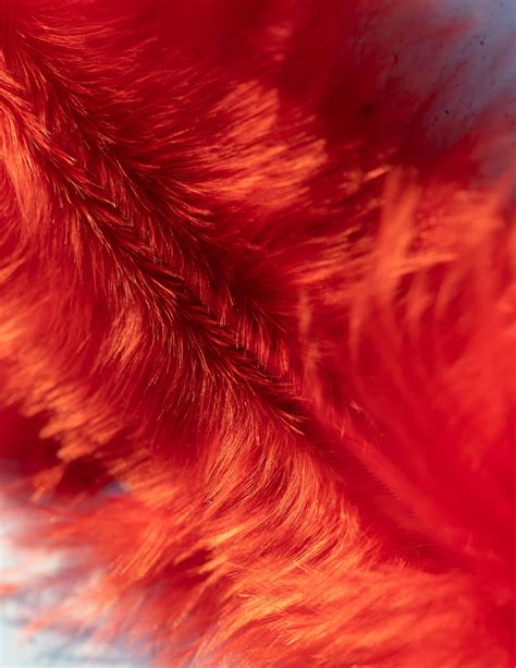 Free picture: Close up of a artificial red fur texture