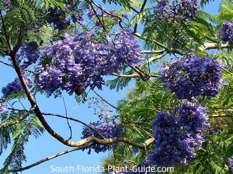 Jacaranda Tree