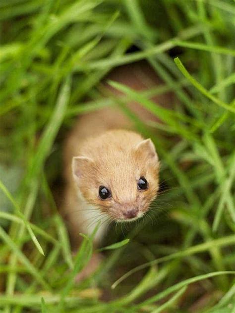 Weasel - British Wildlife Centre