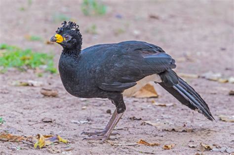 Bare Faced Curassow Photos Stock Photos, Pictures & Royalty-Free Images - iStock