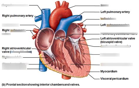 Parts Of The Heart And Functions