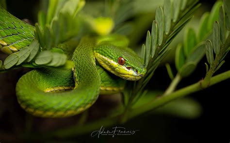 Bamboo Viper - Trimeresurus albolabris — HongKongSnakeID.com