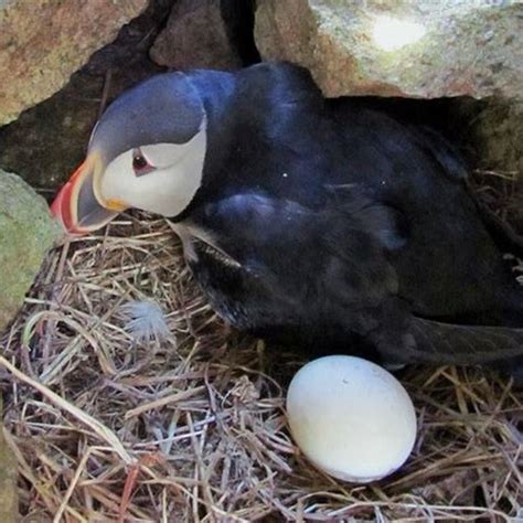 Where does a puffin nest? - DIY Seattle