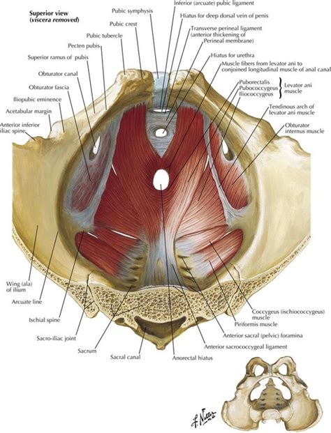 5: Pelvis and Perineum | Basicmedical Key