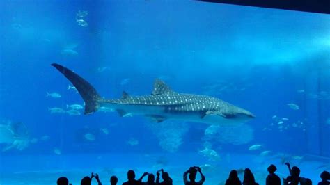 Whale sharks at Churaumi Aquarium in Okinawa, Japan | Whale shark, Japan, Whale