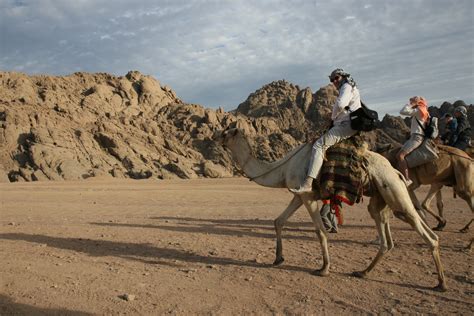 Free Images : landscape, desert, adventure, africa, egypt, pack animal, natural environment ...