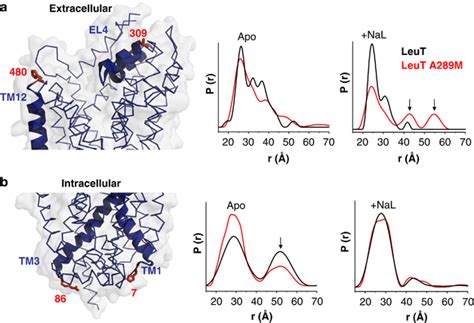 De novo mutation in the dopamine transporter gene associates dopamine dysfunction with autism ...