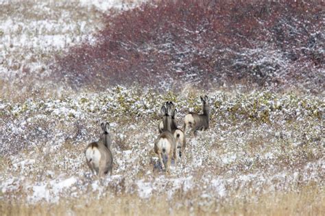 Deer in Winter 5182162 Stock Photo at Vecteezy