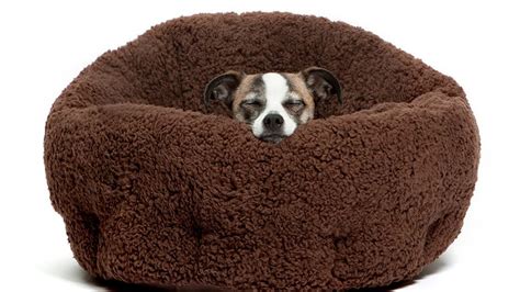 Heated Dog Beds | 8 Cozy Heated Pet Beds to Fight Winter Chills