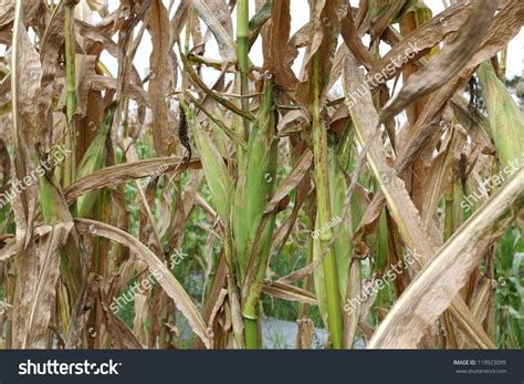 Rust Disease Corn Field Stock Photo (Edit Now) 119923099