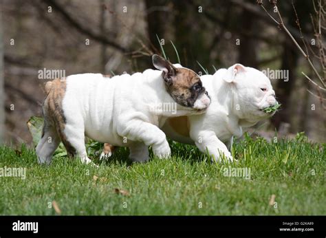 two english bulldog puppies playing outside in the grass Stock Photo ...