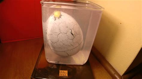 Hatching Dinosaur Egg Time Lapse Video - YouTube