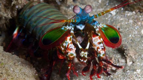 The Amazing Mantis Shrimp Punches Its Prey, Plus More Colorful Facts ...