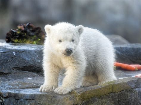 Schönbrunner Eisbär-Baby wird Finja heißen - Vienna Online