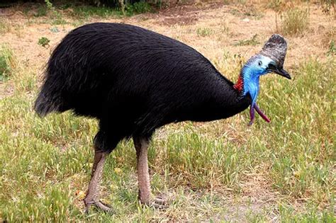 Southern Cassowary Facts | Anatomy, Diet, Habitat, Behavior - Animals Time