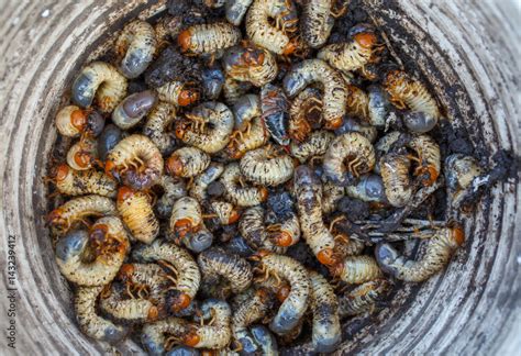 May beetle larvae collected in a bucket Stock Photo | Adobe Stock