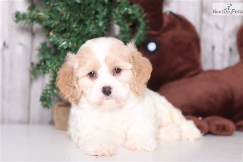 Cavachon.Meet Reno a Puppy for Adoption.