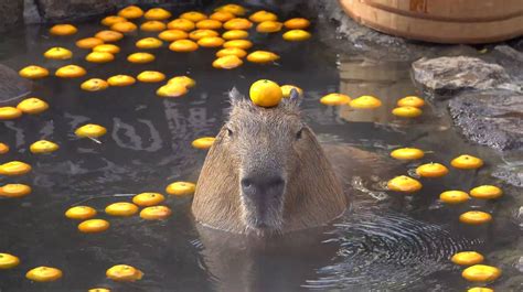 Capybara Desktop Wallpaper Discover more America, Animal, Capybara, Cute, Giant wallpaper. https ...