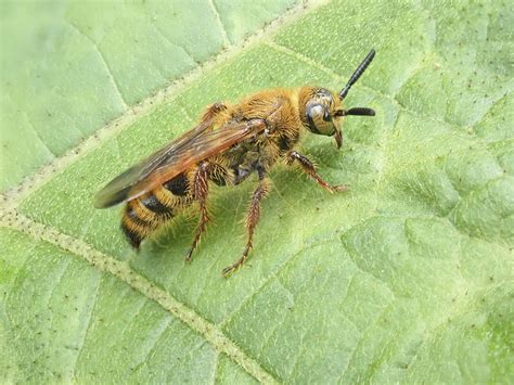 Scoliidae | North American Hornet Screening Tool