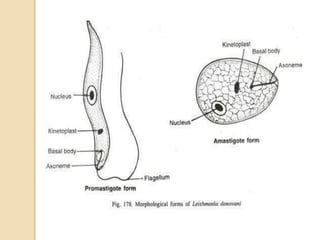 Morphology and life cycle of leishmania donovani | PPT