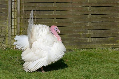 Broad Breasted White Turkey | Cackle Hatchery