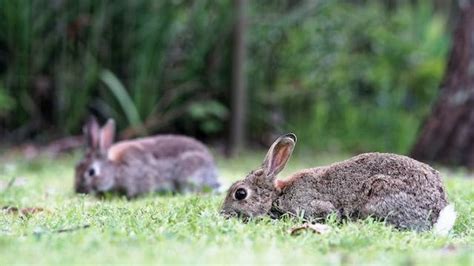 DNA Solves Australian Rabbit Plague Puzzle | Technology Networks