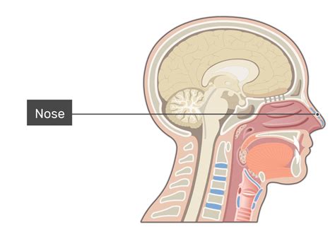 Nose and Nasal Cavity: Structure, Function and Diagram | GetBodySmart