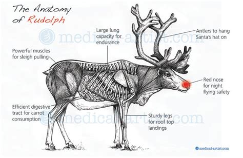 Anatomy of Rudolph the Reindeer Christmas Tinsel, Christmas Mom, Christmas Science, Medical Art ...