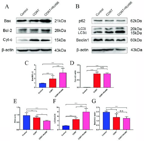 The relevant expression of autophagy markers in HT22 cell lysates after ...