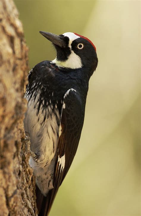 Acorn Woodpeckers Create Granaries, One Acorn at a Time - A BirdNote ...