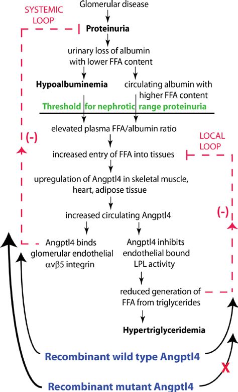 Schematic illustration of negative feedback loops in the link between ...