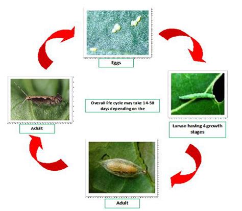 Leaf Footed Bug Life Cycle