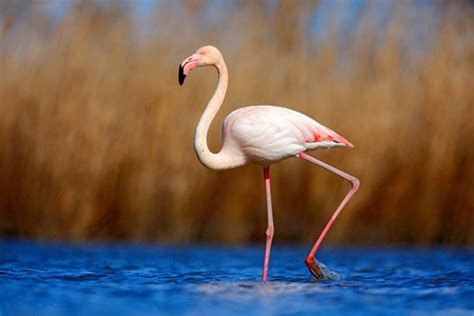 Flamingo - Espécies de Flamingos - Aves - InfoEscola